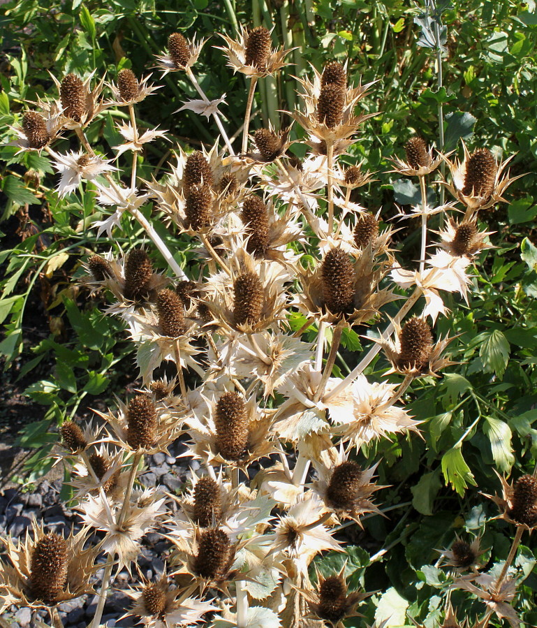 Изображение особи Eryngium giganteum.