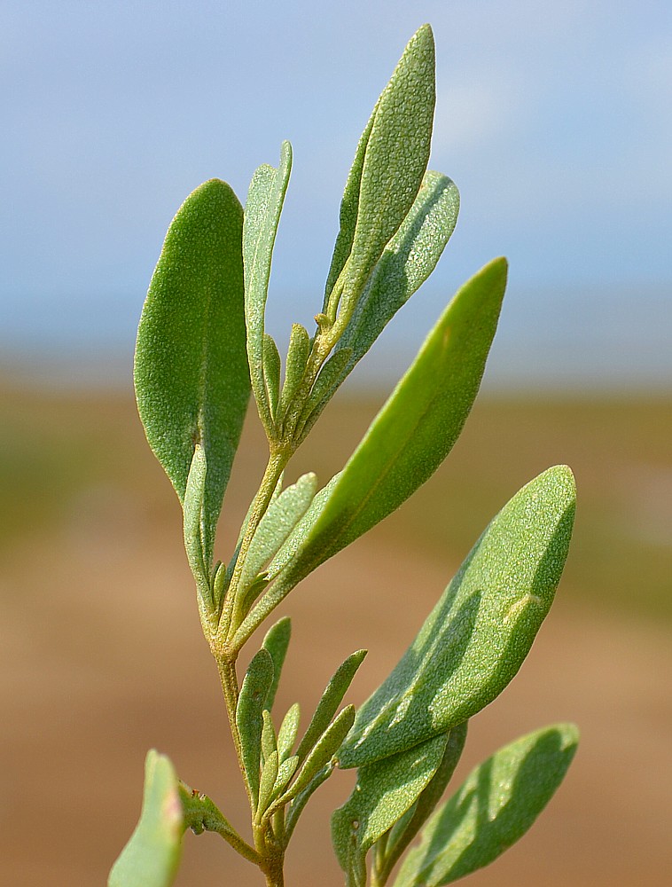 Изображение особи Halimione verrucifera.