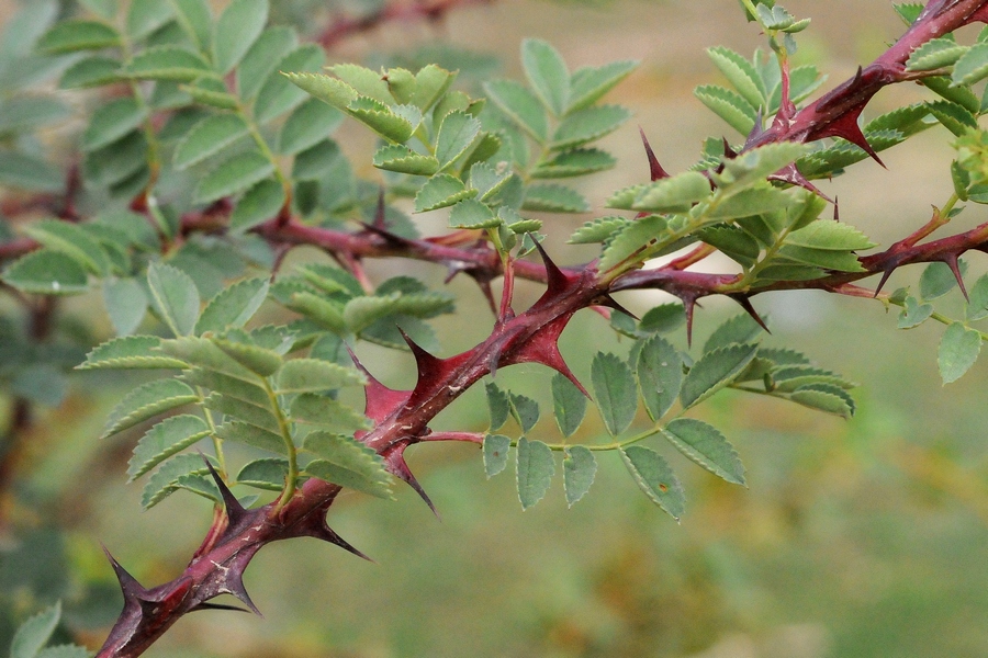 Image of Rosa platyacantha specimen.