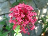 Centranthus ruber. Соцветие. Южный Берег Крыма, мыс Никитин, скала возле берега моря, рядом с дорожкой. 22.05.2013.