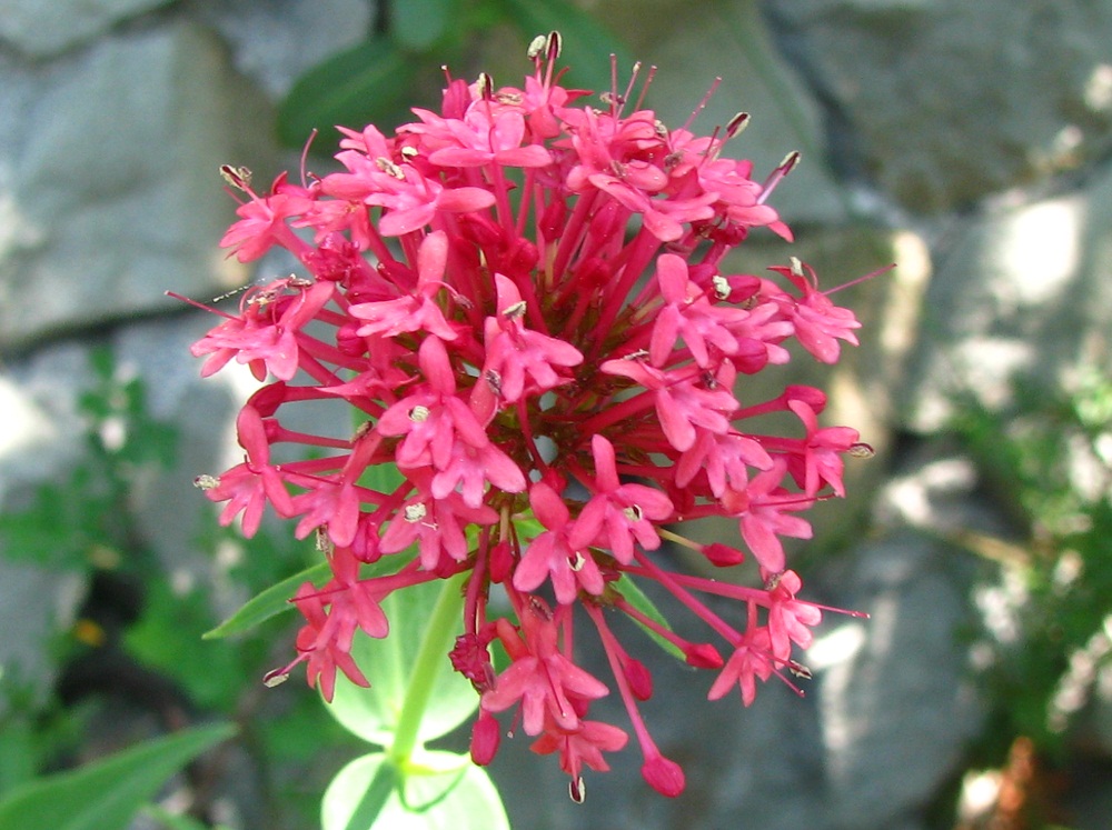 Изображение особи Centranthus ruber.