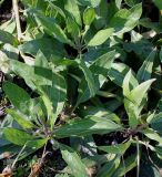 Oenothera macrocarpa