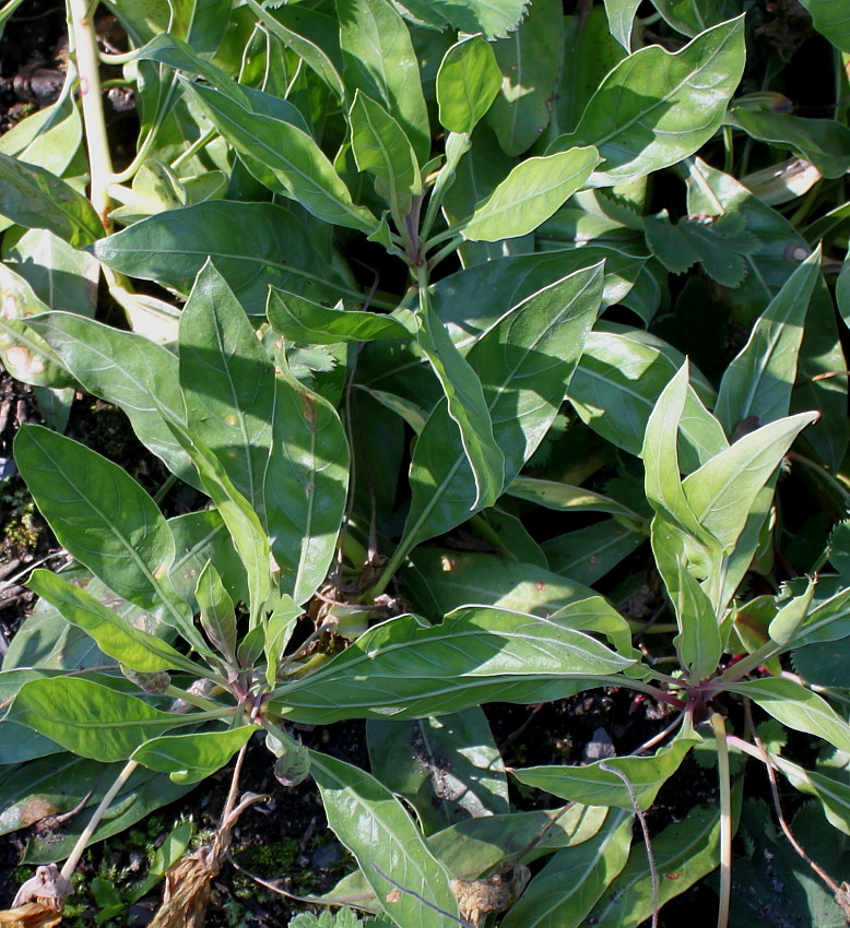 Изображение особи Oenothera macrocarpa.