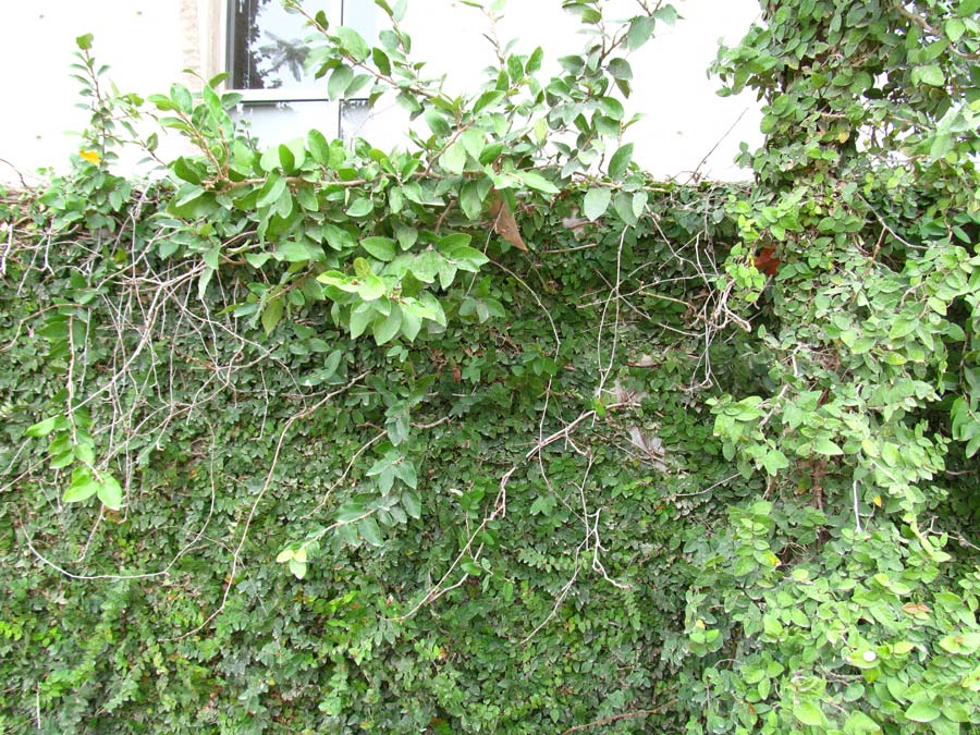 Image of Ficus pumila specimen.