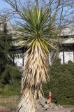 Yucca aloifolia. Верхняя часть растения. Германия, г. Дюссельдорф, Ботанический сад университета. 02.03.2014.