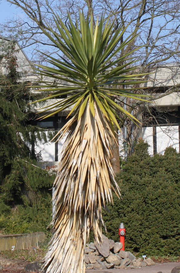Изображение особи Yucca aloifolia.