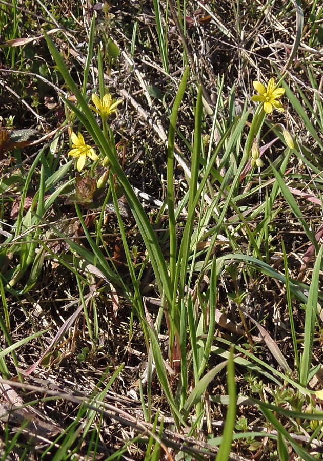 Изображение особи Gagea erubescens.