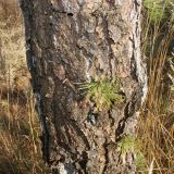 Pinus rigida