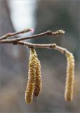 Corylus avellana. Верхушка веточки с мужскими и женскими соцветиями. Ленинградская обл., Ломоносовский р-н, каньон в истоке р. Лопухинка. 29.03.2014.