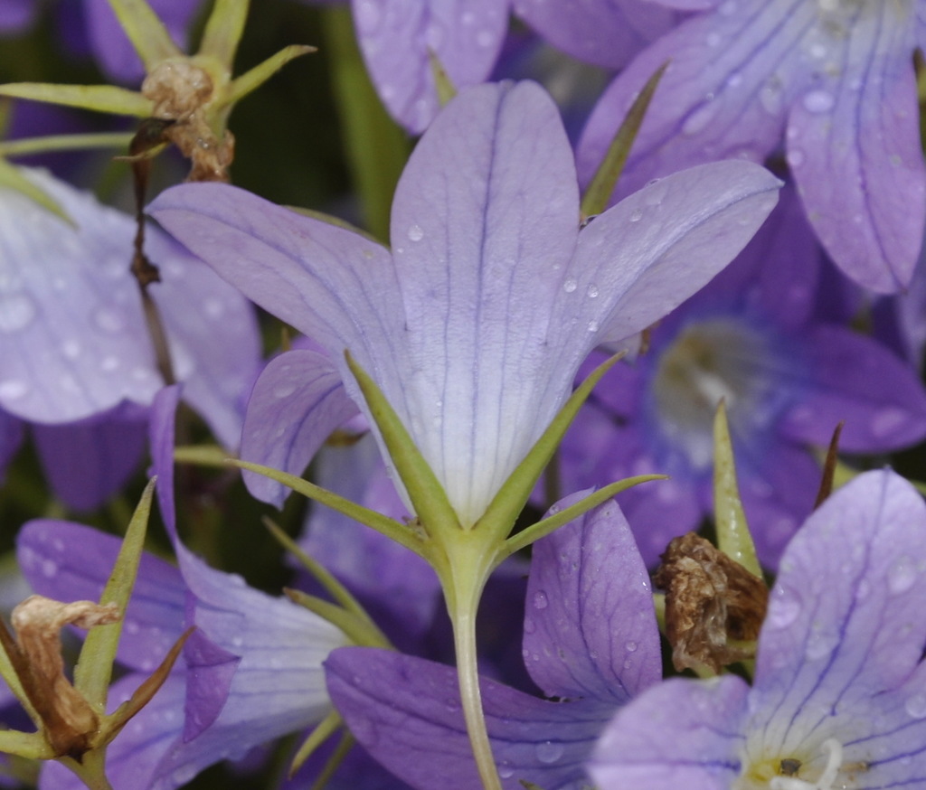 Изображение особи Campanula phrygia.