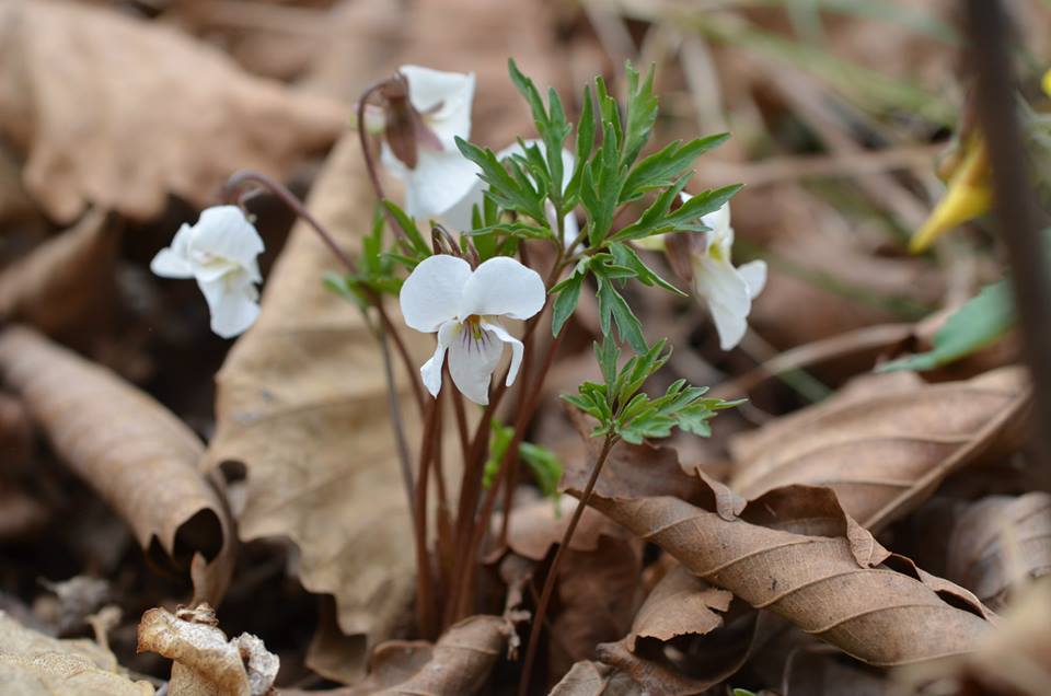 Изображение особи Viola chaerophylloides.