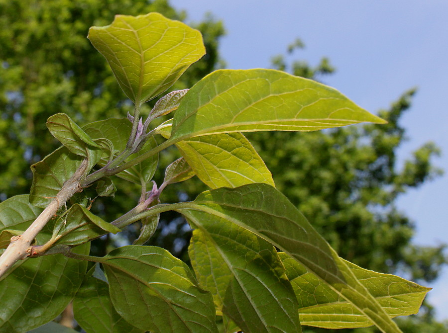 Изображение особи Clerodendrum trichotomum var. fargesii.