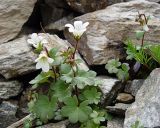 Saxifraga sibirica