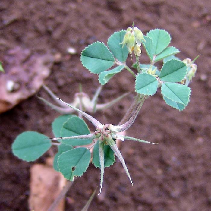 Image of Trigonella calliceras specimen.