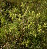 Onosma visianii