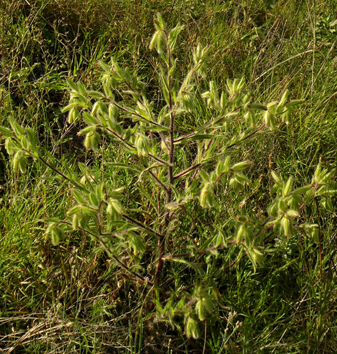 Изображение особи Onosma visianii.