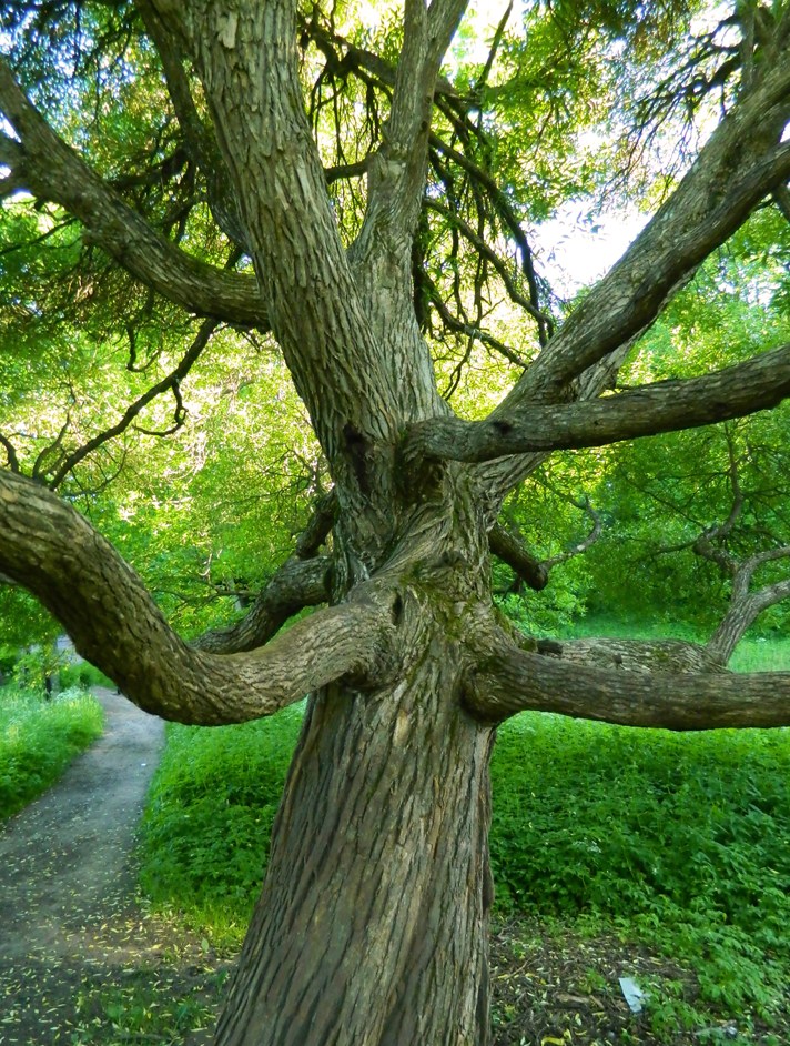 Изображение особи Salix fragilis var. sphaerica.