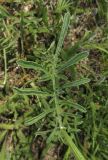 Centaurea × panciciana. Лист. Крым, Карадагский заповедник, пер. Северный, поляна среди дубового шибляка. 25 июня 2014 г.
