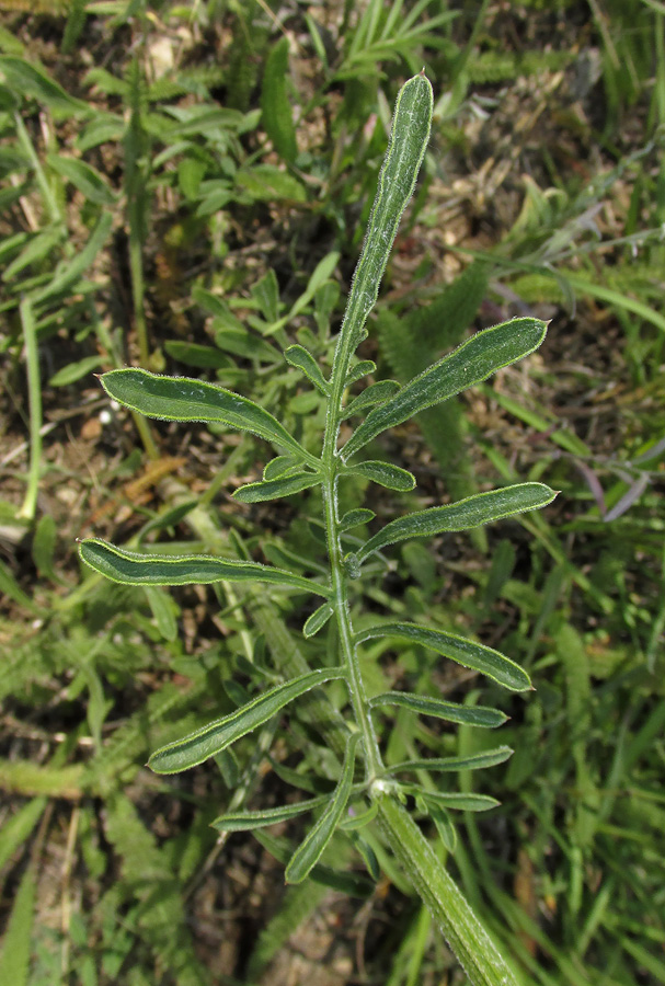 Image of Centaurea &times; panciciana specimen.