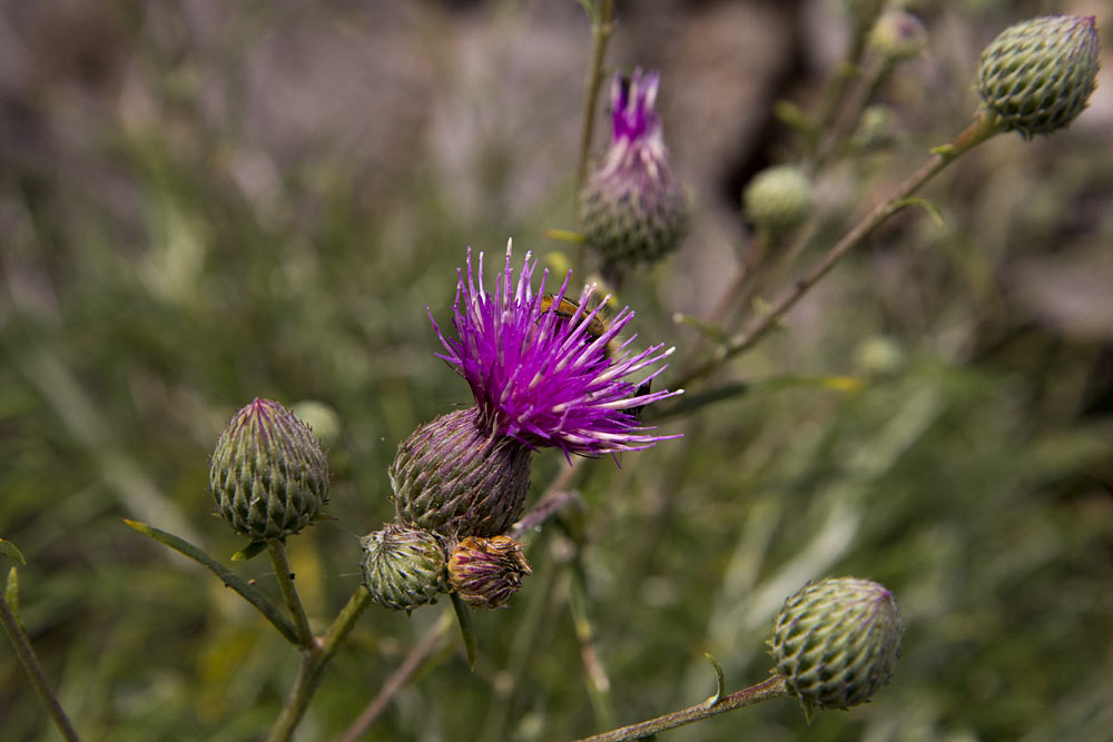 Image of Ptilostemon chamaepeuce specimen.