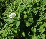 Calystegia sepium