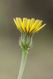 Image of taxon representative. Author is Илья Михеев