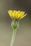 Picris pauciflora