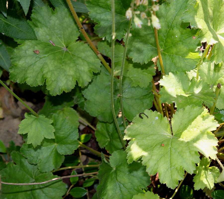 Image of Heuchera americana var. hirsuticaulis specimen.