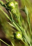 Linum usitatissimum. Побеги с невызревшими плодами. Германия, г. Дюссельдорф, Ботанический сад университета. 03.07.2014.