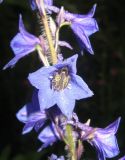 Delphinium retropilosum. Часть соцветия. Томская обл., окр. г. Томск. 23.07.2009.