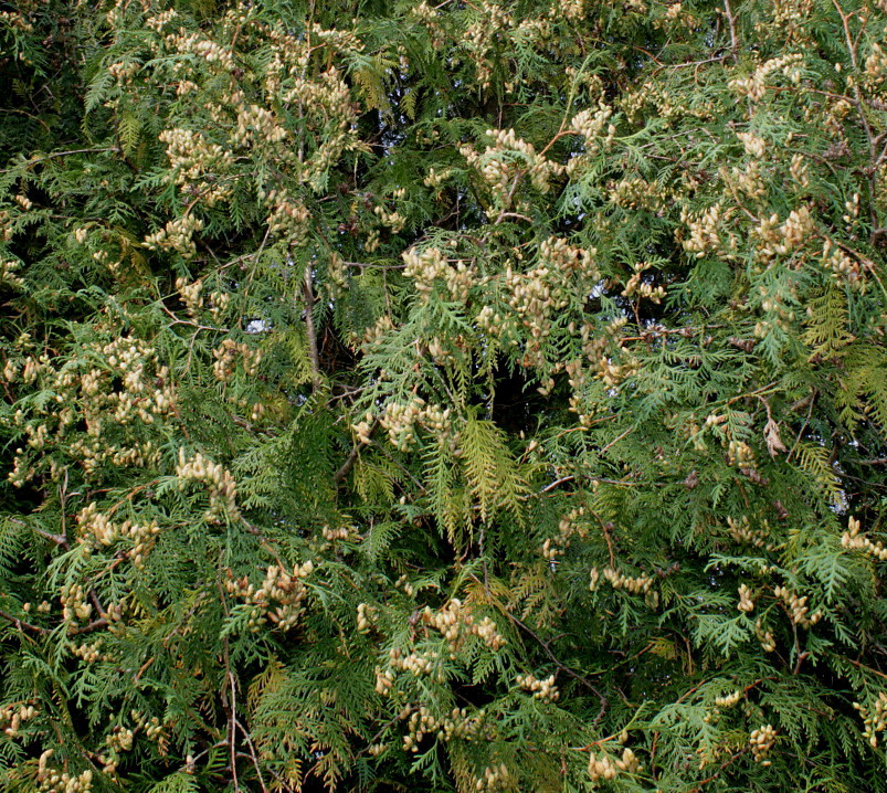 Image of Thuja occidentalis specimen.