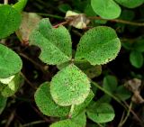 Trifolium repens