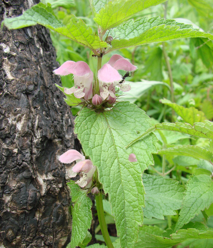 Image of Lamium barbatum specimen.