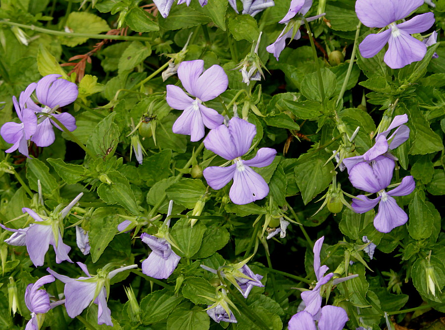 Image of Viola cornuta specimen.