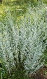 Artemisia glauca. Цветущее растение в сосновом бору. Юг Красноярского края, окрестности г. Минусинск. Июль 2009 г.