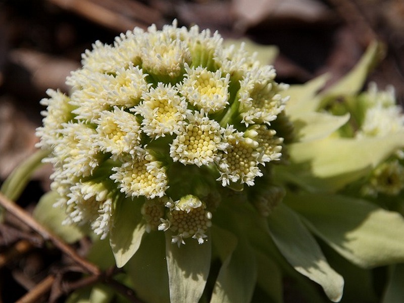 Image of Petasites amplus specimen.