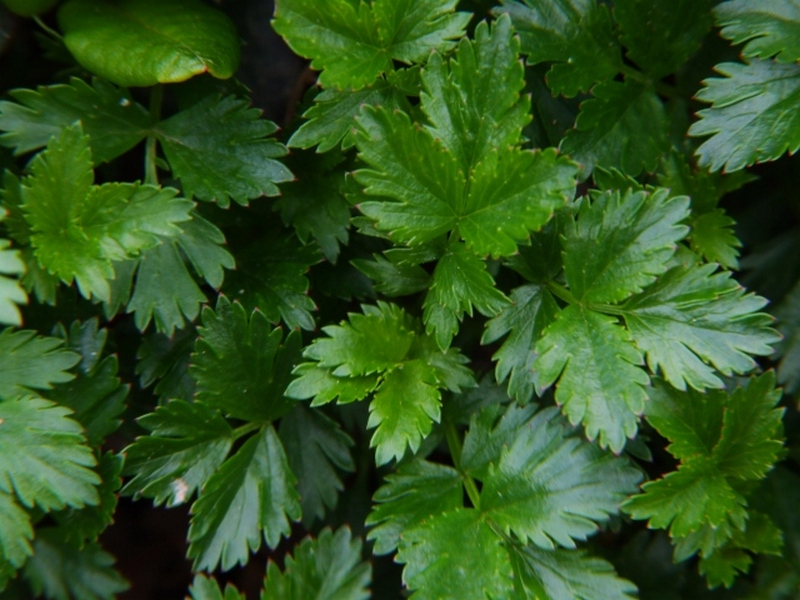 Image of Sieversia pentapetala specimen.