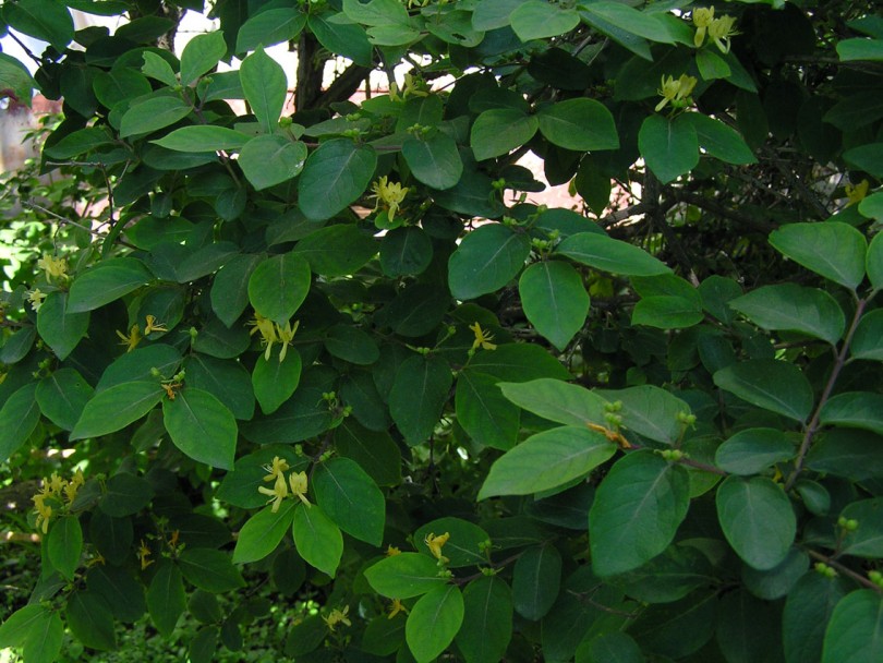 Image of Lonicera ruprechtiana specimen.