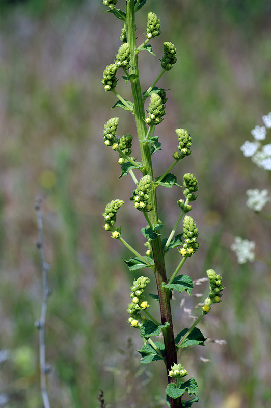 Image of Verbascum pyramidatum specimen.