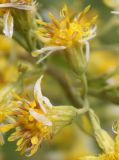 Solidago virgaurea подвид dahurica. Соцветия-корзинки. Алтай, Семинский перевал. 25.08.2009.