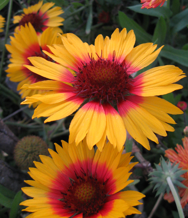 Изображение особи Gaillardia aristata.