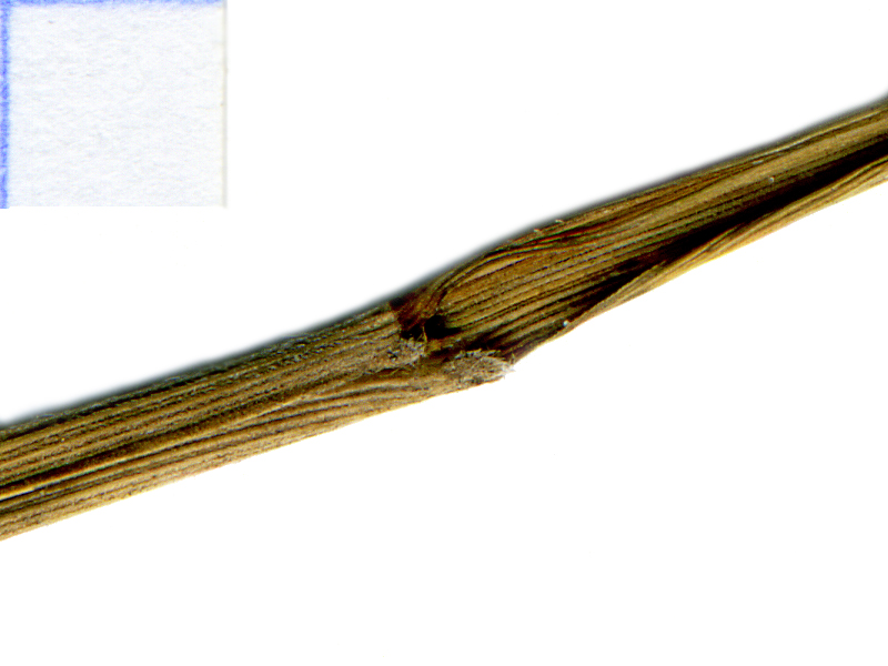 Image of Achnatherum sibiricum specimen.