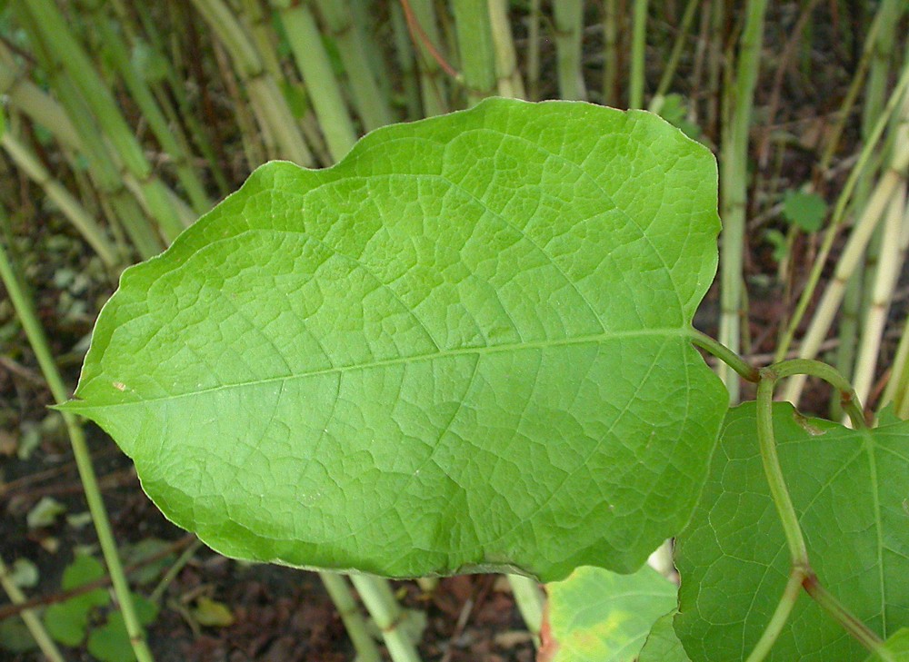 Image of Reynoutria &times; bohemica specimen.