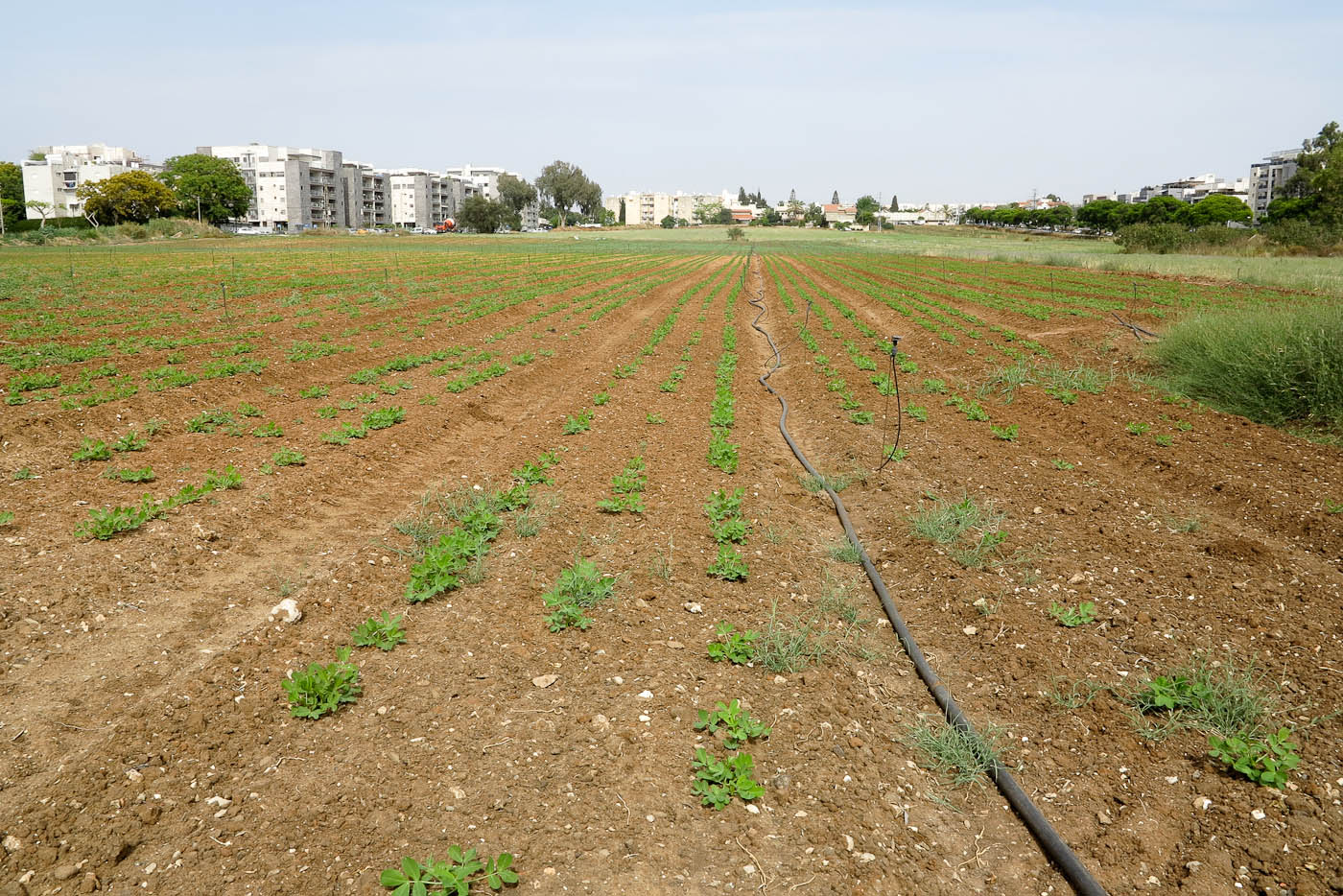 Изображение особи Arachis hypogaea.