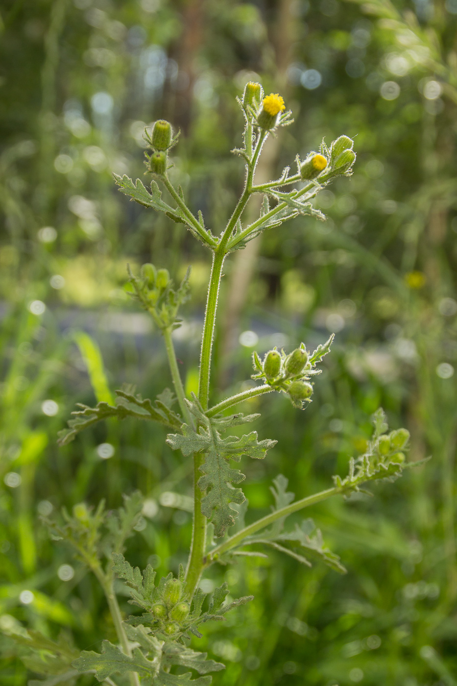 Изображение особи Senecio viscosus.