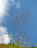 Miscanthus sinensis