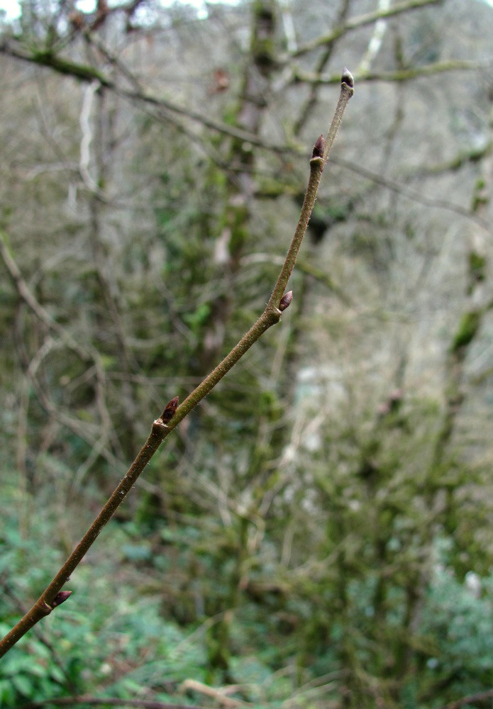 Image of Corylus maxima specimen.