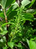 Salix caucasica