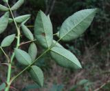 Rosa canina. Лист(вид снизу). Краснодарский край, Сочи, окр. Хосты, рудеральное место. 01.11.2015.