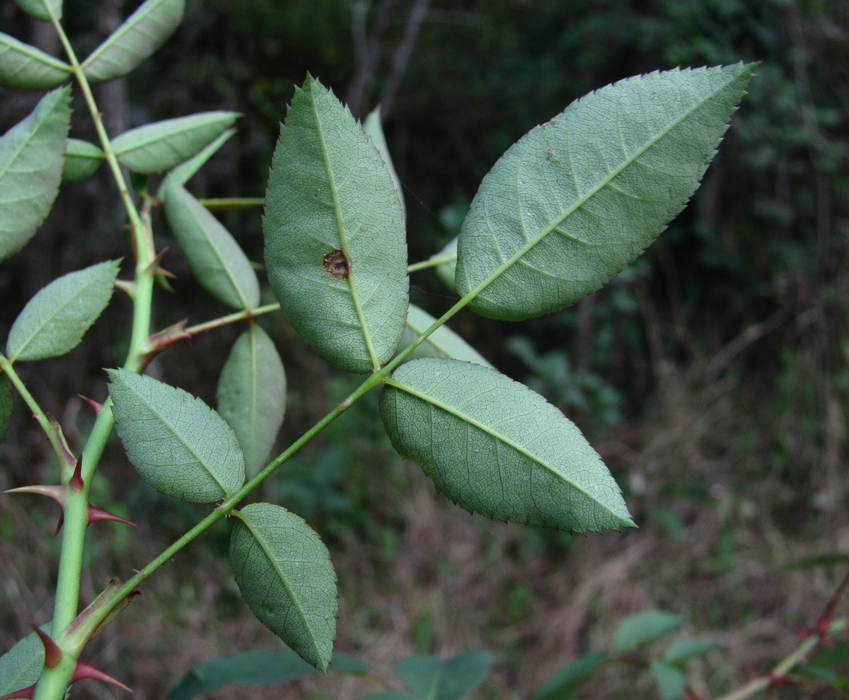 Image of Rosa canina specimen.